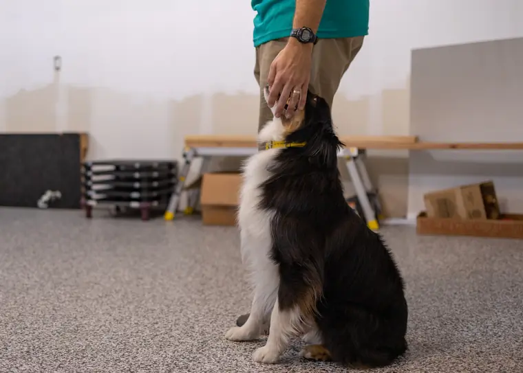 A border collie holding a sit-stay on cue at Kansas City K9 Academy