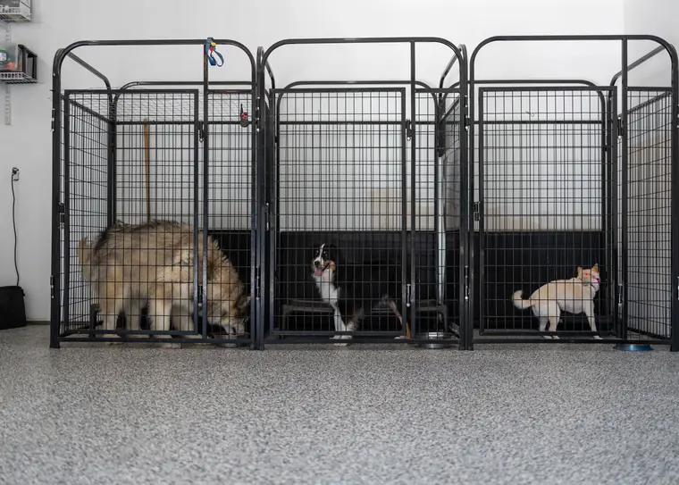The Kansas City K9 Academy kennel run, where board and train dogs stay