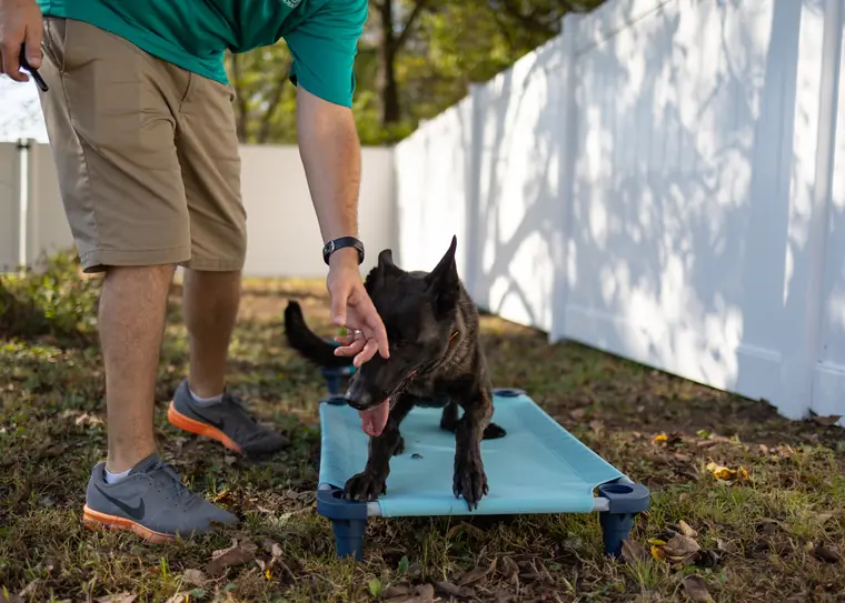 A young dog holding a place command on a raised cot outdoors